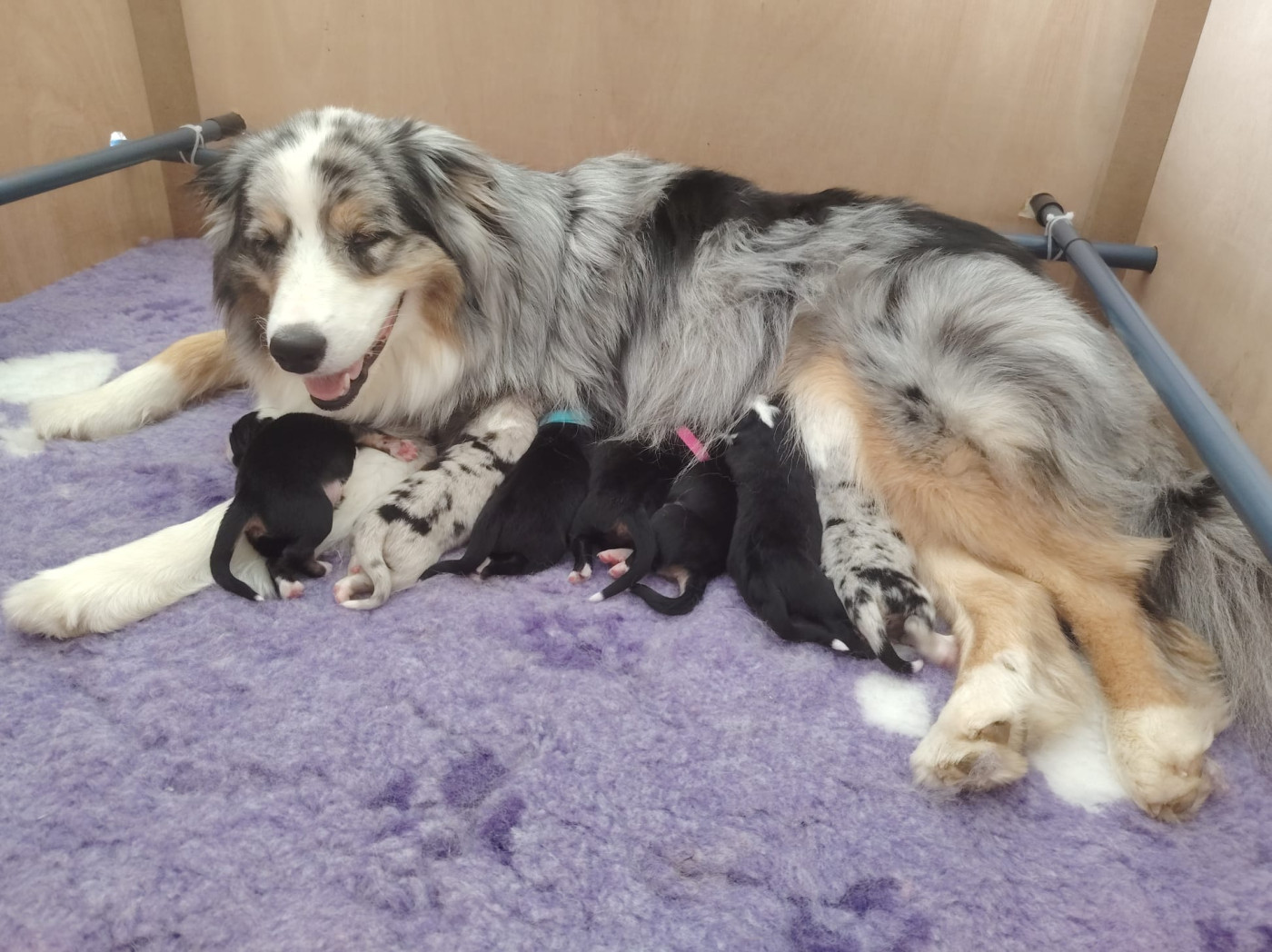 Chiot Berger Australien Des Etoiles Alpines
