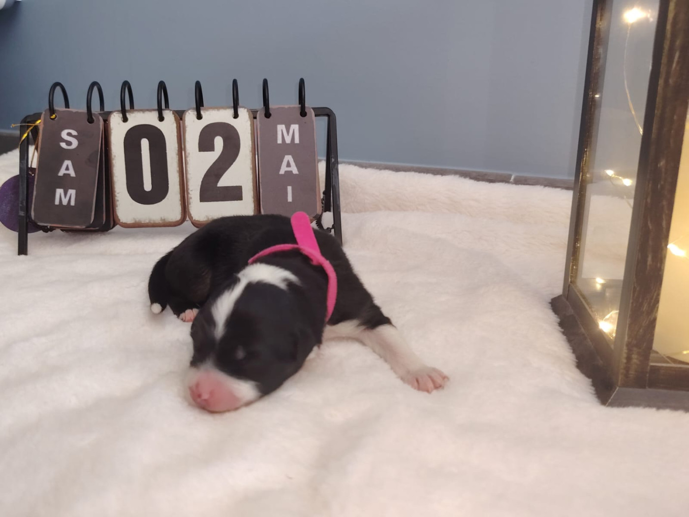 Des Etoiles Alpines - Chiots disponibles - Berger Australien