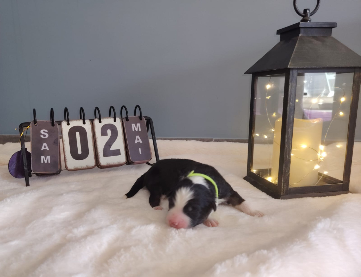 Des Etoiles Alpines - Chiots disponibles - Berger Australien