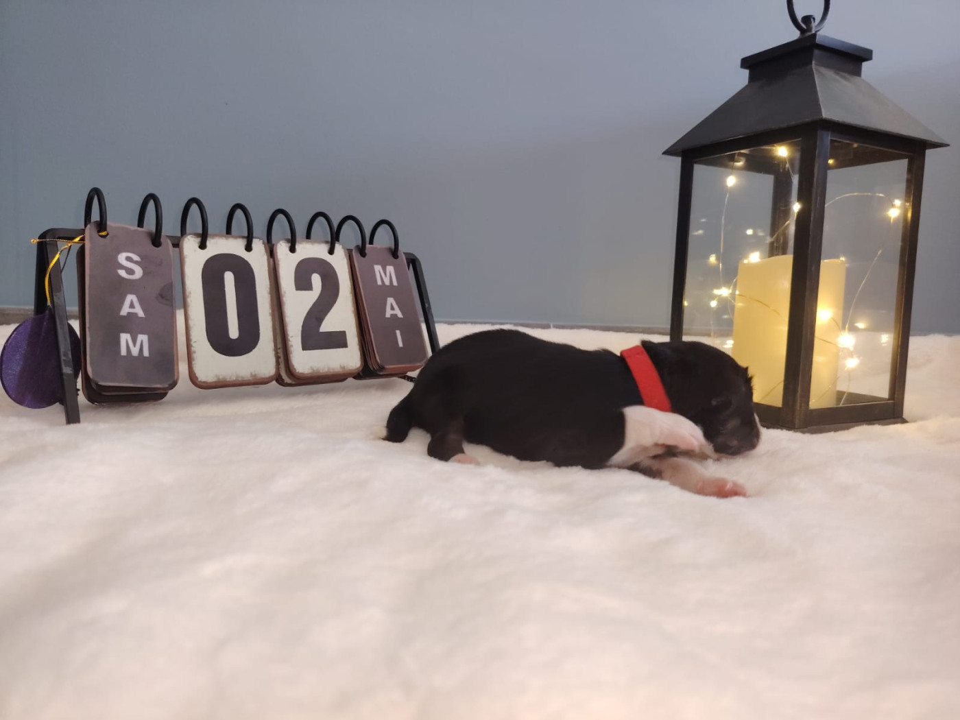 Des Etoiles Alpines - Chiots disponibles - Berger Australien