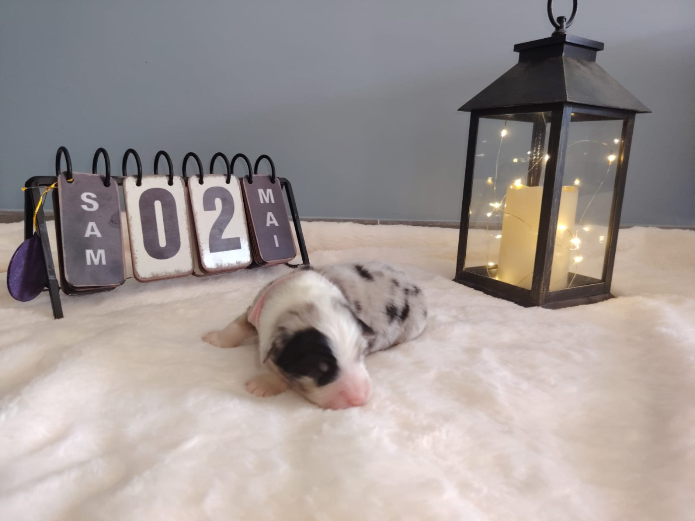 Des Etoiles Alpines - Chiots disponibles - Berger Australien