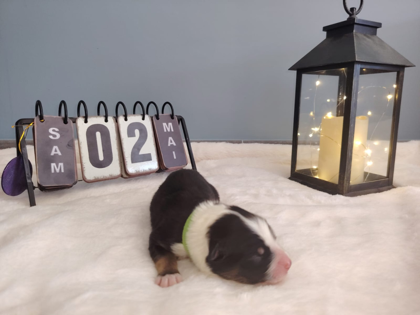 Des Etoiles Alpines - Chiots disponibles - Berger Australien