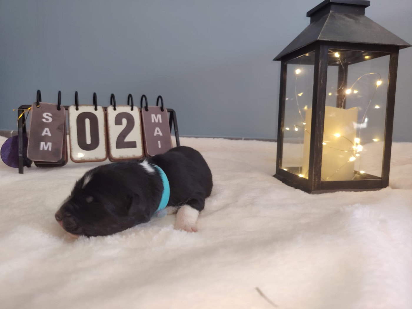 Des Etoiles Alpines - Chiots disponibles - Berger Australien