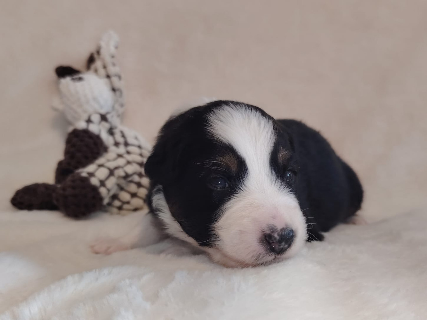 Des Etoiles Alpines - Chiots disponibles - Berger Australien