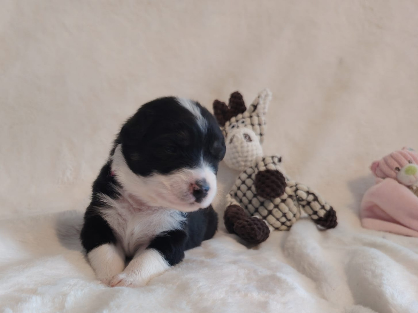 Des Etoiles Alpines - Chiots disponibles - Berger Australien