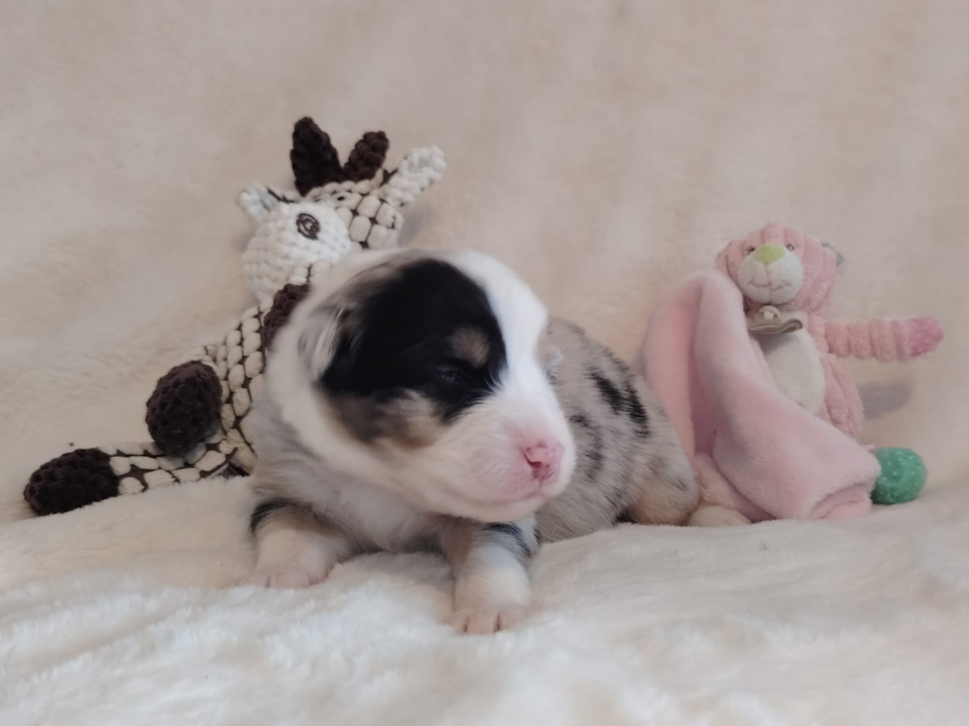 Des Etoiles Alpines - Chiots disponibles - Berger Australien