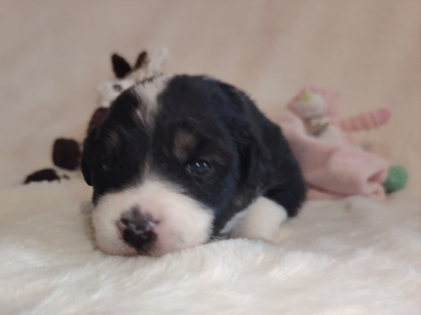 Des Etoiles Alpines - Chiots disponibles - Berger Australien