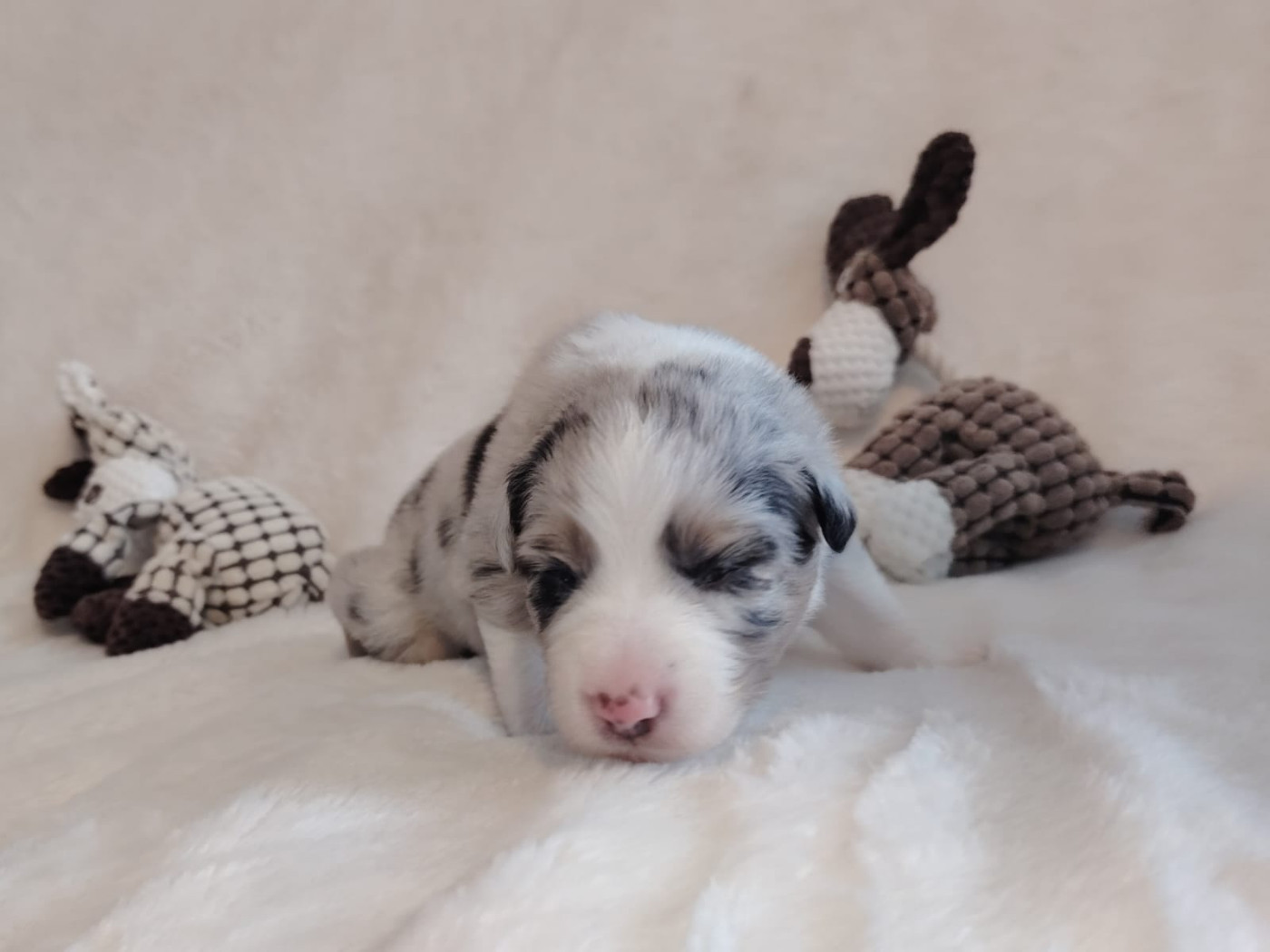 Des Etoiles Alpines - Chiots disponibles - Berger Australien