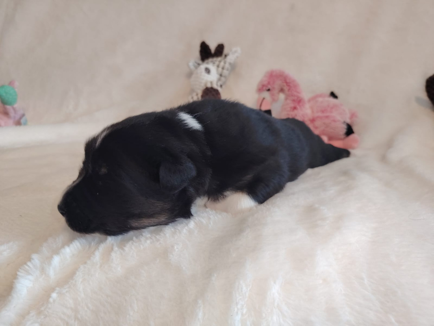 Des Etoiles Alpines - Chiots disponibles - Berger Australien