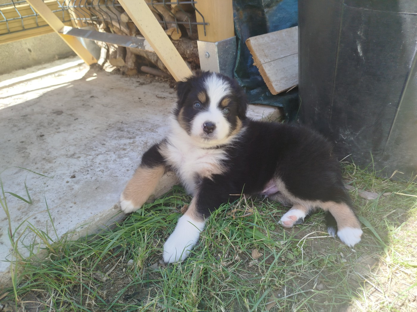 Des Etoiles Alpines - Chiots disponibles - Berger Australien