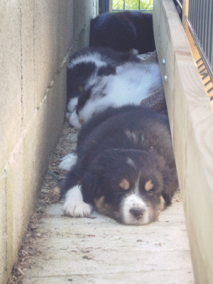Chiot N°3